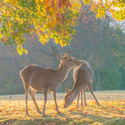 Nara Park
