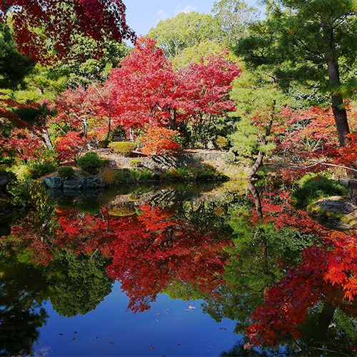 Toujiin Temple（Daruma）